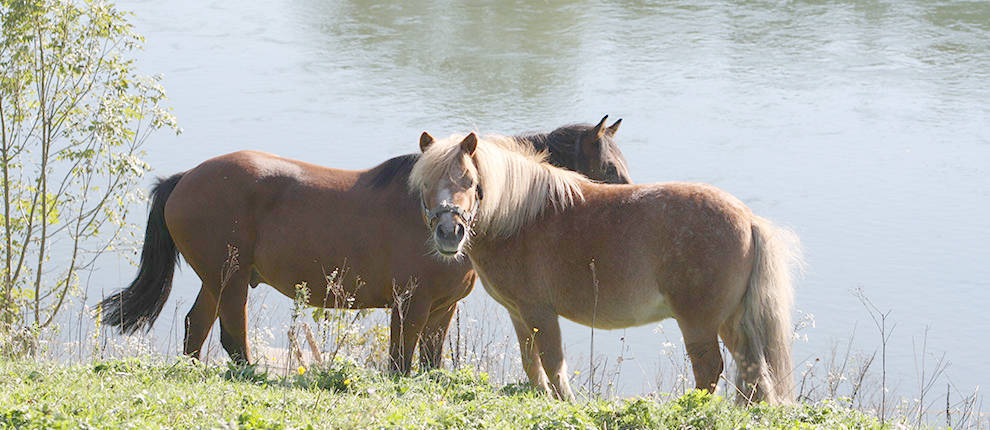 Urlaubsbauernhof 'Beim Appertinger' in Truchtlaching