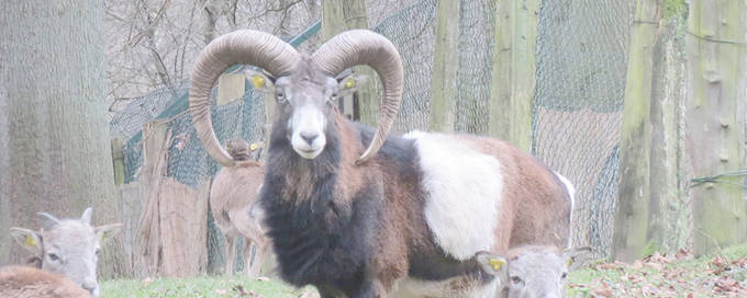 Wildfreizeitpark Oberreith